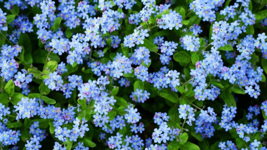 Nu ma uita Myosotis sfaturi utile
