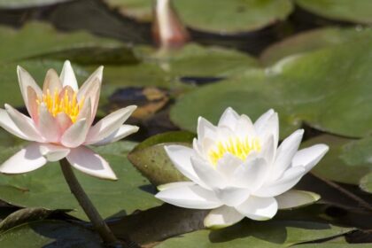 Nufar Nymphaea sfaturi utile