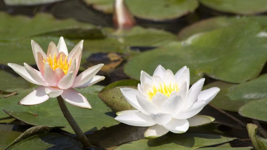 Nufar Nymphaea sfaturi utile
