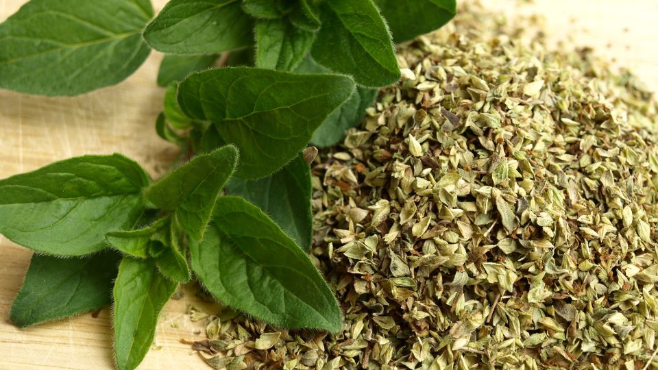 Oregano Origanum vulgare 2 sfaturi utile