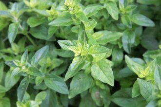 Oregano Origanum vulgare sfaturi utile