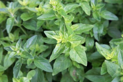 Oregano Origanum vulgare sfaturi utile