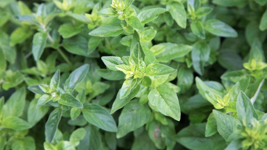 Oregano Origanum vulgare sfaturi utile