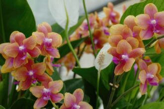 Orhidee Orchidaceae sfaturi utile