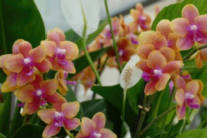 Orhidee Orchidaceae sfaturi utile