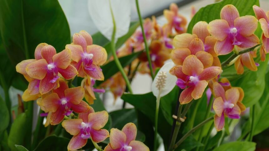 Orhidee Orchidaceae sfaturi utile