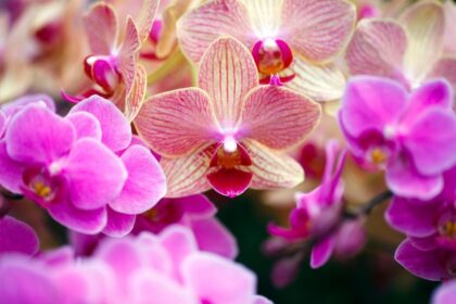 Orhidee phalaenopsis Phalaenopsis sfaturi utile