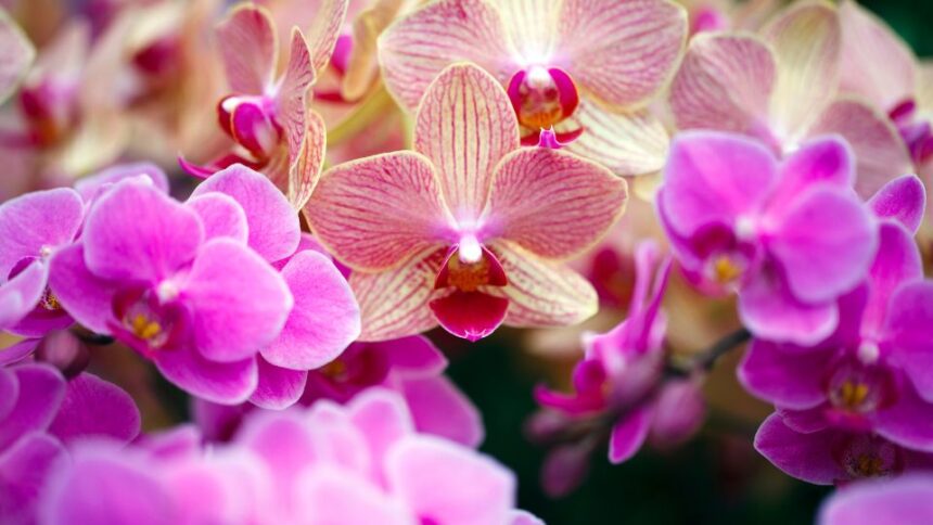Orhidee phalaenopsis Phalaenopsis sfaturi utile