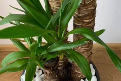 Palmier de apartament Yucca elephantipes sfaturi utile