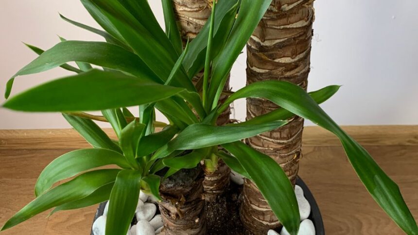 Palmier de apartament Yucca elephantipes sfaturi utile