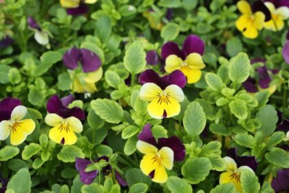 Panseluta Viola tricolor sfaturi utile