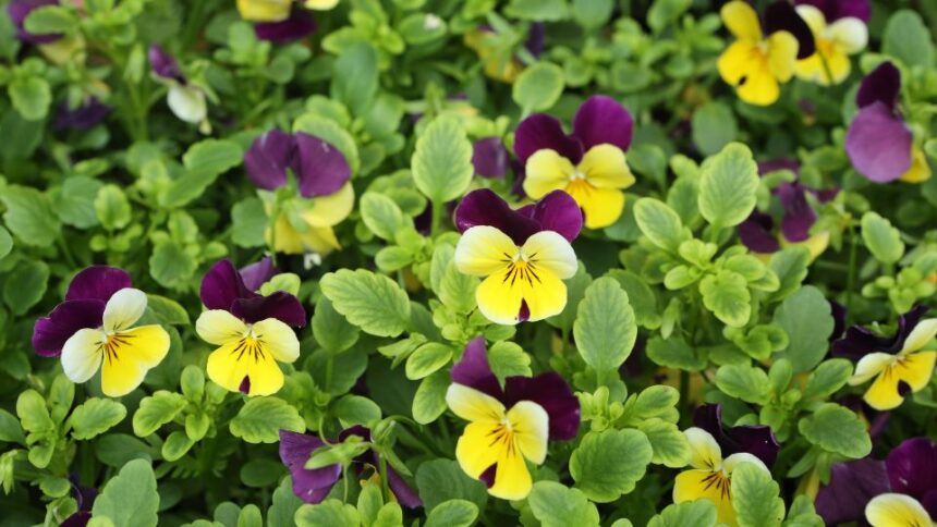 Panseluta Viola tricolor sfaturi utile
