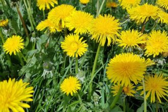 Papadie Taraxacum sfaturi utile