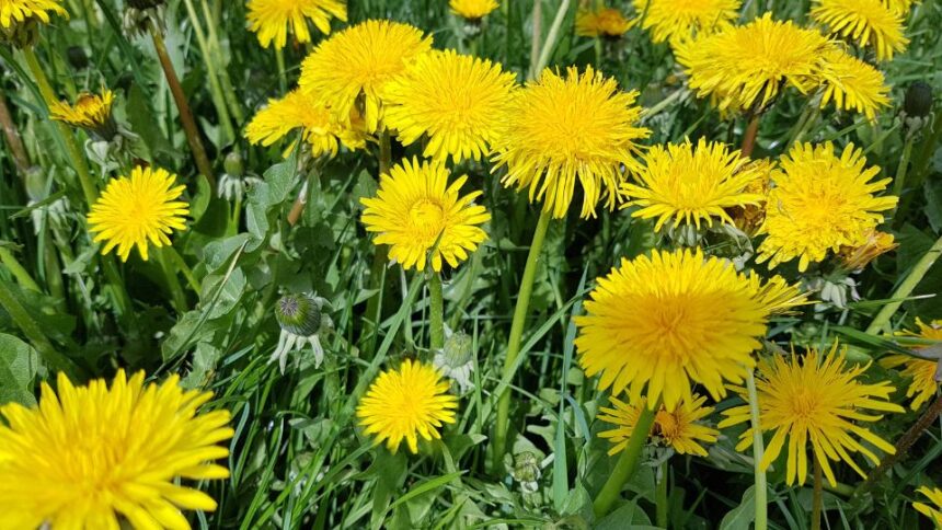 Papadie Taraxacum sfaturi utile