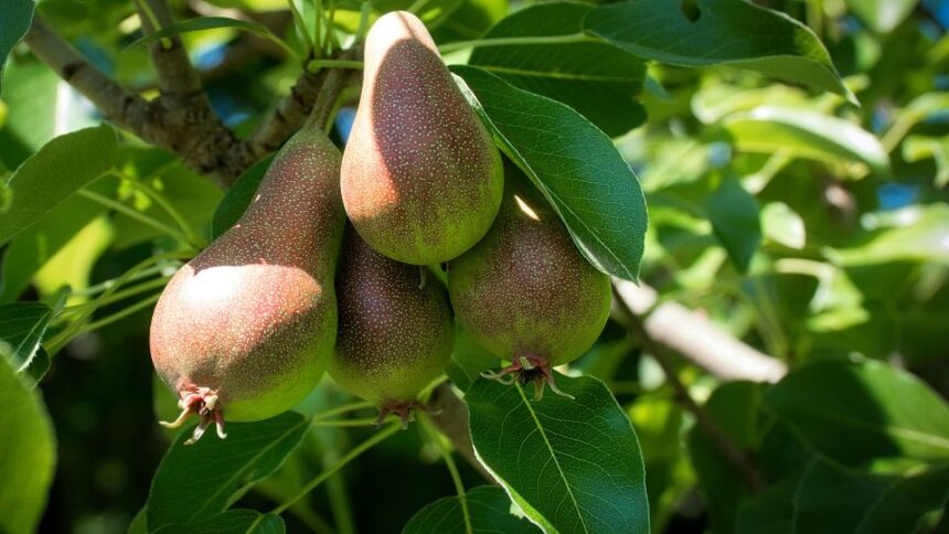 Para Pyrus communis sfaturi utile