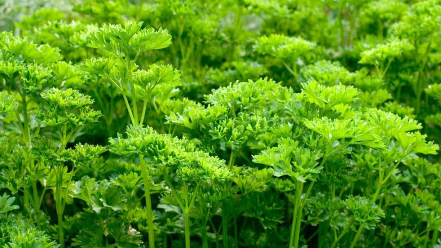 Patrunjel Petroselinum crispum sfaturi utile