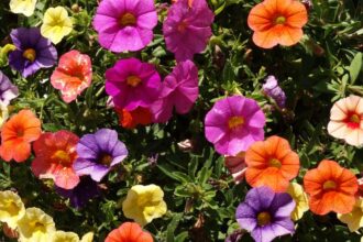 Petunie Petunia sfaturi utile