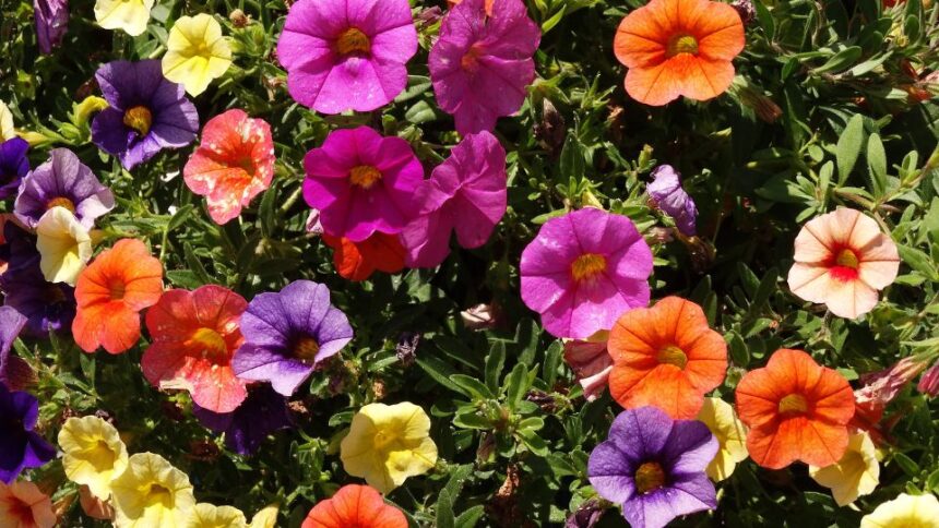 Petunie Petunia sfaturi utile