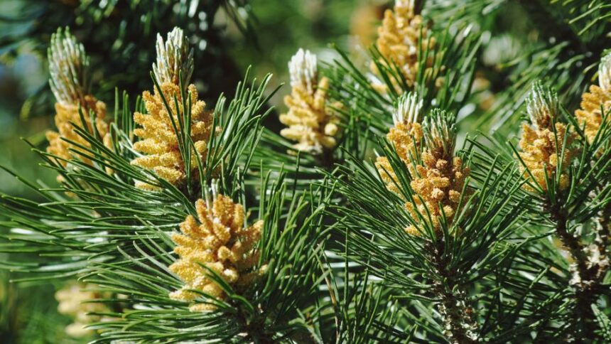 Pin Pinus sfaturi utile