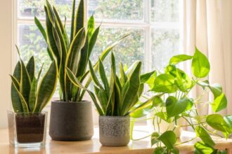Plantelor de Apartament sfaturi utile