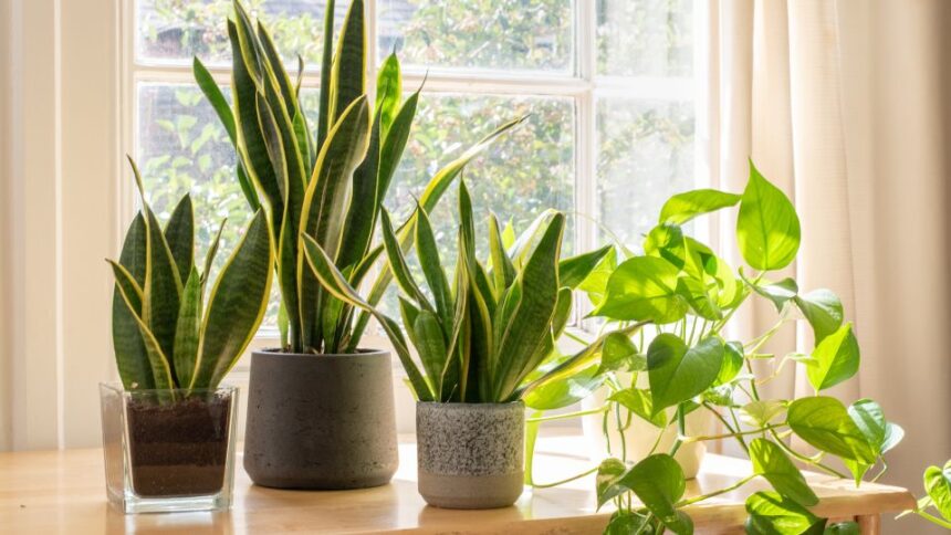 Plantelor de Apartament sfaturi utile