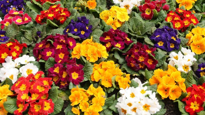 Primula Primula sfaturi utile