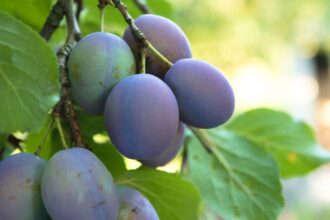 Pruna Prunus domestica sfaturi utile