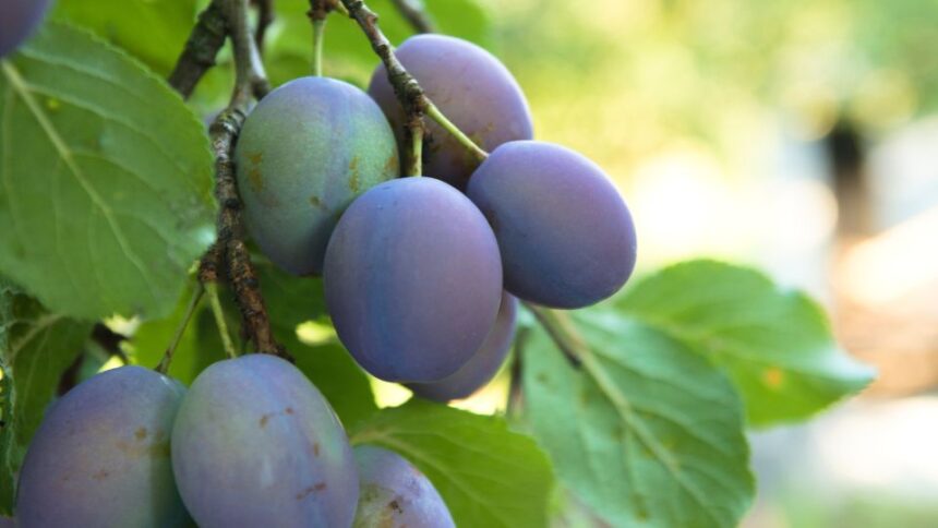 Pruna Prunus domestica sfaturi utile