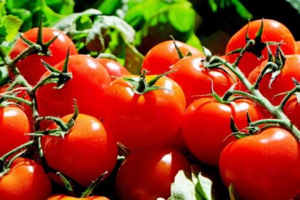 Rosii Solanum lycopersicum sfaturi utile
