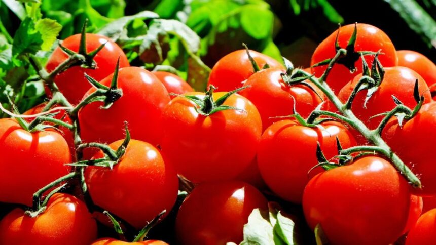 Rosii Solanum lycopersicum sfaturi utile