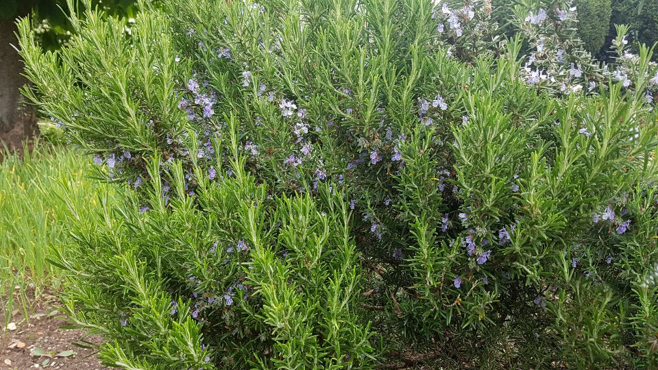 Rozmarin Rosmarinus officinalis 1 sfaturi utile