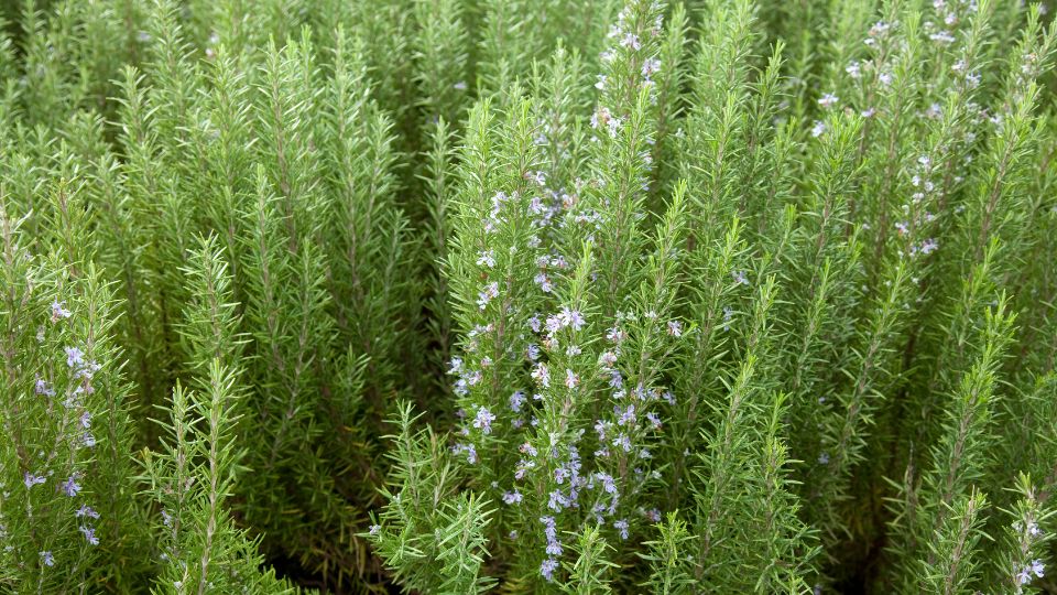 Rozmarin Rosmarinus officinalis 2 sfaturi utile