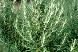 Rozmarin Rosmarinus officinalis sfaturi utile
