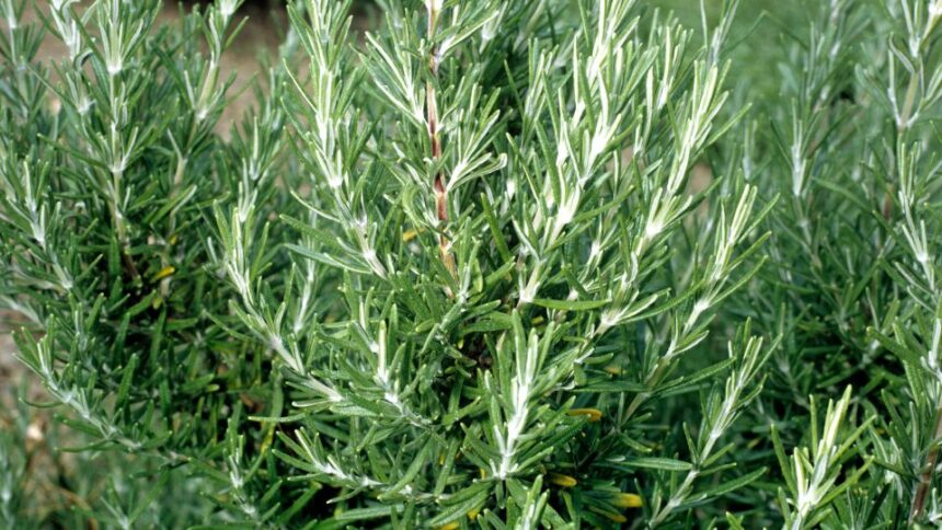 Rozmarin Rosmarinus officinalis sfaturi utile