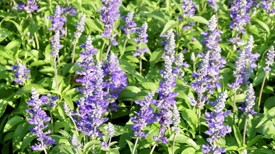 Salvie Salvia officinalis 1 sfaturi utile