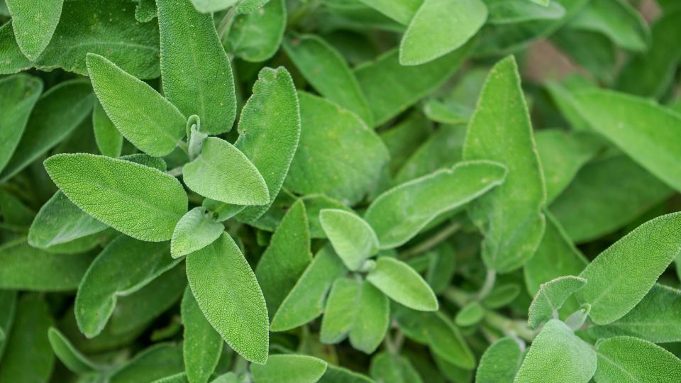Salvie Salvia officinalis 2 sfaturi utile