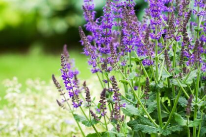 Salvie Salvia officinalis sfaturi utile