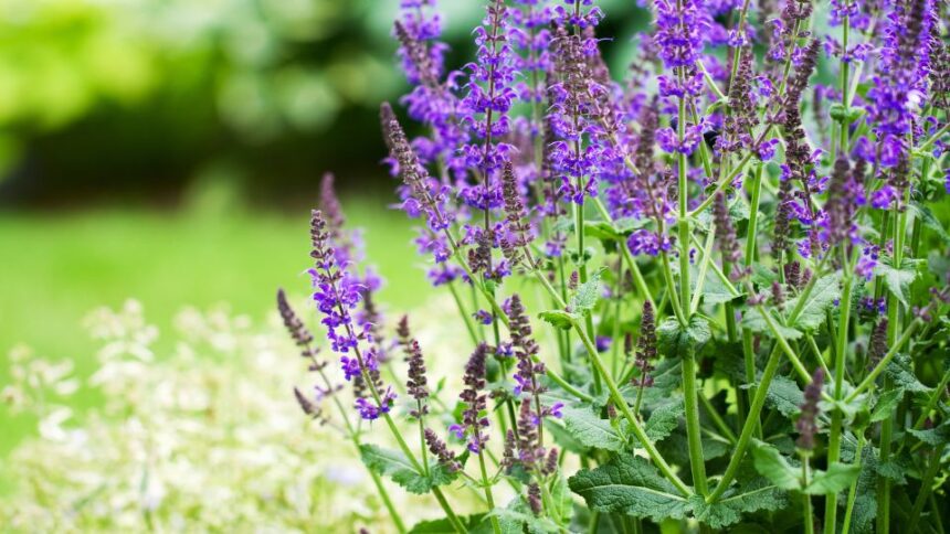 Salvie Salvia officinalis sfaturi utile