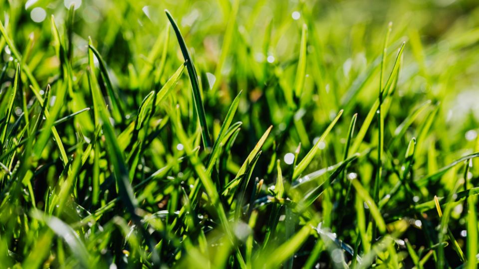 Scarificarea gazonului 1 sfaturi utile