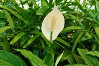 Spathiphyllum Spathiphyllum sfaturi utile