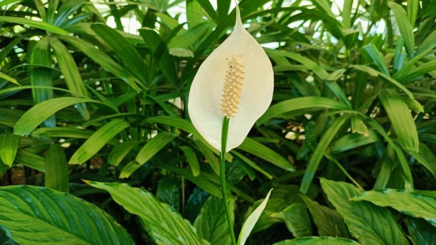 Spathiphyllum Spathiphyllum sfaturi utile