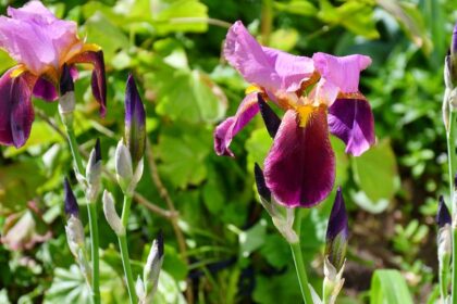 Stanjenel Iris germanica sfaturi utile