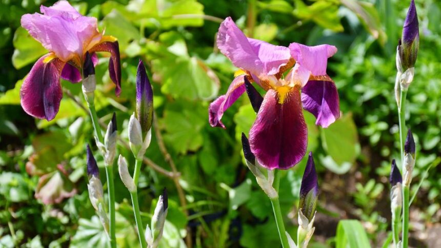 Stanjenel Iris germanica sfaturi utile