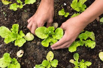TOP 10 sfaturi si idei pentru o plantatie de succes sfaturi utile