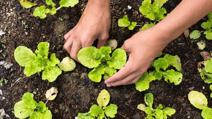 TOP 10 sfaturi si idei pentru o plantatie de succes sfaturi utile