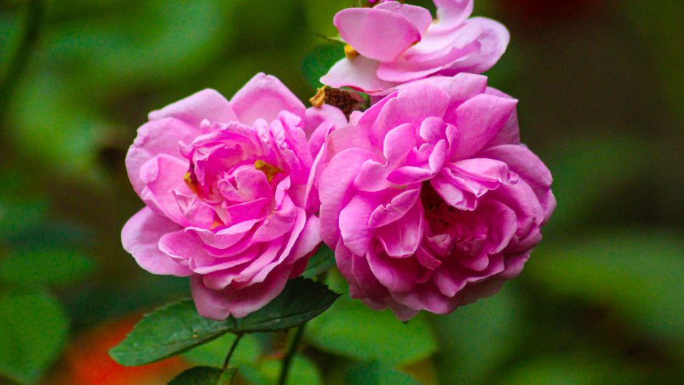 Trandafir Rosa 2 sfaturi utile