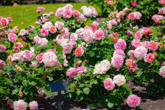 Trandafir Rosa sfaturi utile