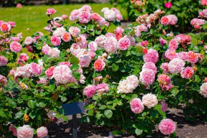 Trandafir Rosa sfaturi utile