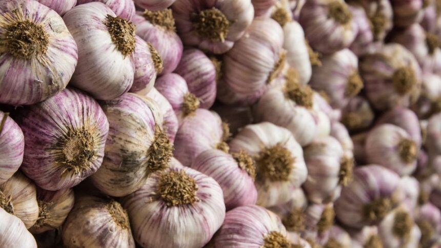 Usturoi Allium sativum sfaturi utile