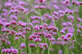 Verbina Verbena sfaturi utile